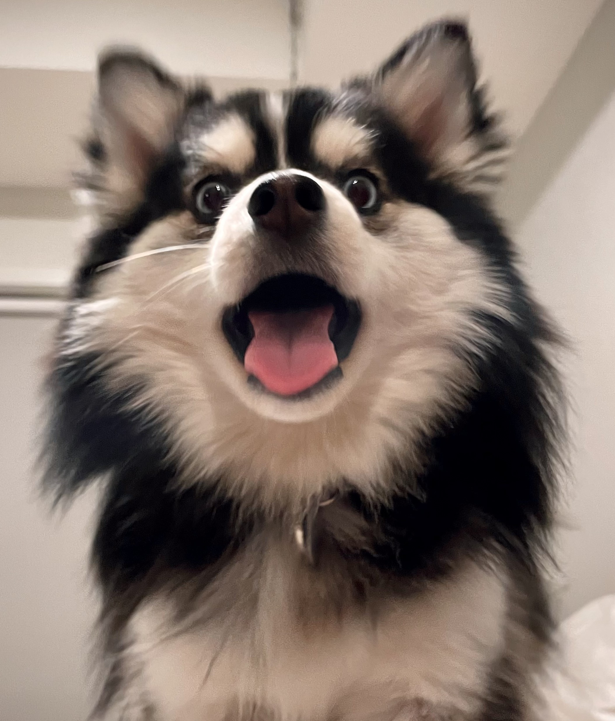 Watson the Pomsky, the inspiration behind Watson Web Designs.